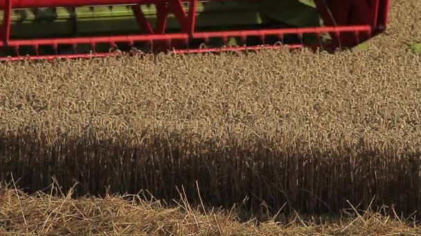 Zbiory kukurydzy — Wideo stockowe
