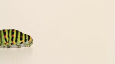 Swallowtail