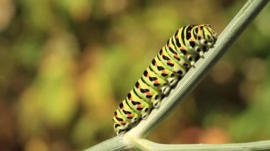 Swallowtail tırtıl