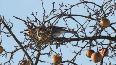 fieldfare içinde bir elma ağacı