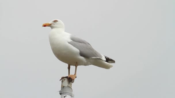 Gabbiano aringa — Video Stock