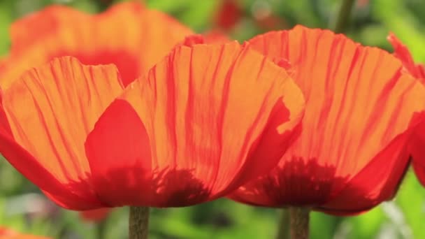Abejorro en flor de amapola — Vídeo de stock