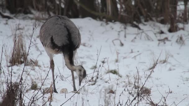 Größere Rhea auf Nahrungssuche — Stockvideo