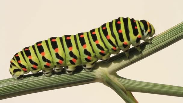 Κάμπια του ένα swallowtail σχετικά με άνηθο — Αρχείο Βίντεο
