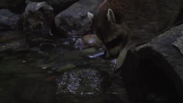 Racoon sedang mencari makanan. — Stok Video