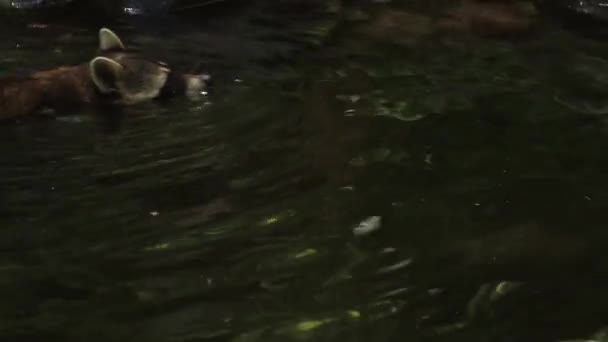 Natation Raton laveur 