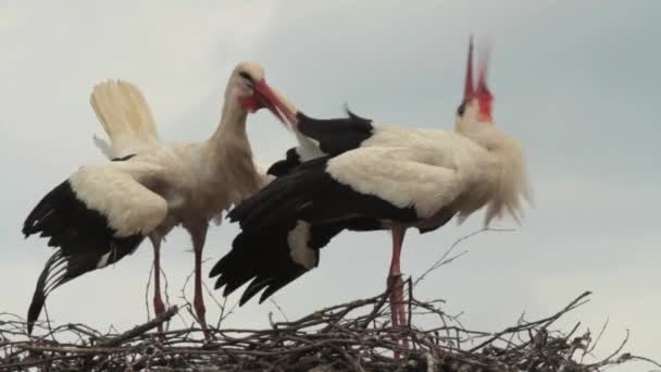 Schnabelklappernde Störche — Stockvideo