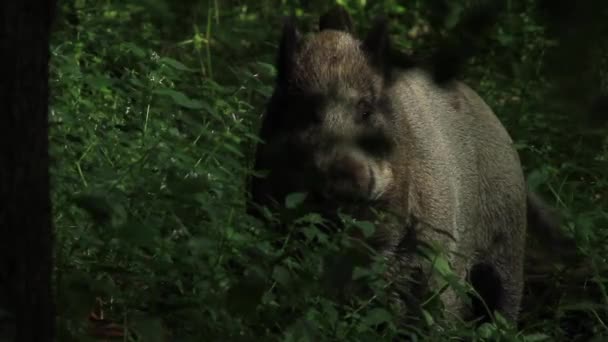 Alert Wild boar — Stock Video