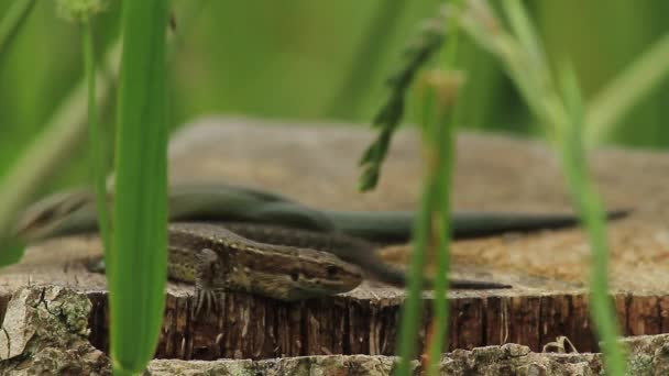 Lézards de combat — Video