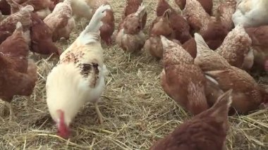 horoz ve tavuk içinde