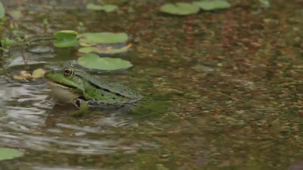 Rana en un estanque — Vídeo de stock