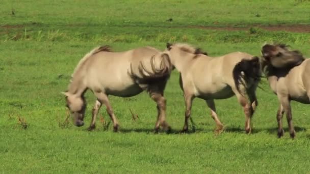 Стадо лошадей — стоковое видео