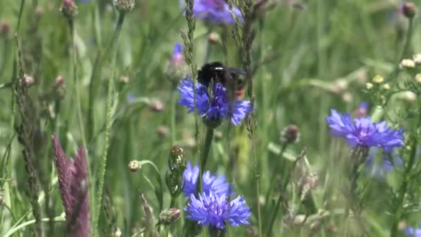 Bumblebee i en blomma — Stockvideo