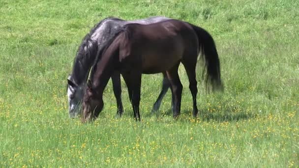 Dos caballos pastando — Vídeo de stock