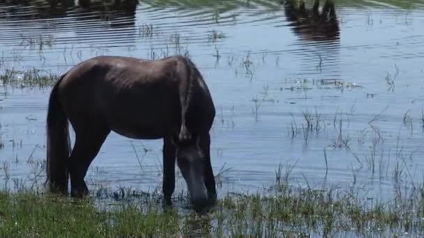 在一个池塘里吃草的马 — 图库视频影像