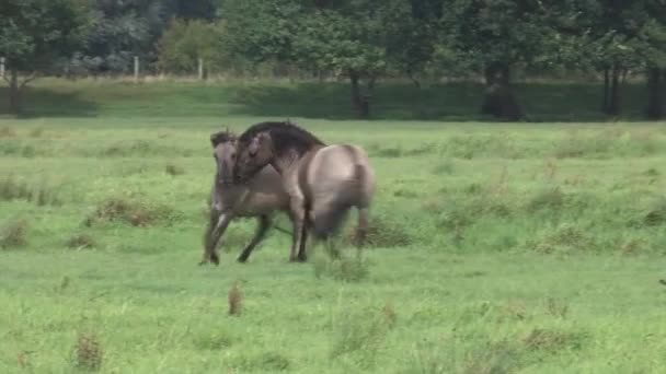 Fighting Stallions — Stock Video