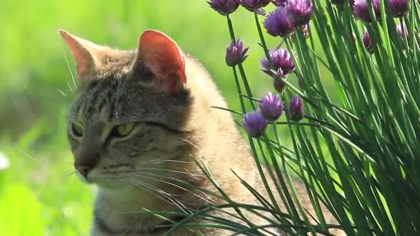 Cabeza de gato — Vídeo de stock