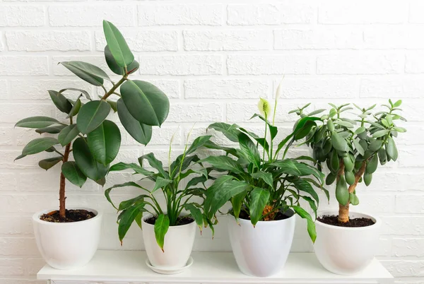 Green indoor plants in white pots. Modern home decor. White brick wall. Minimalistic concept, biophilia design. Home garden