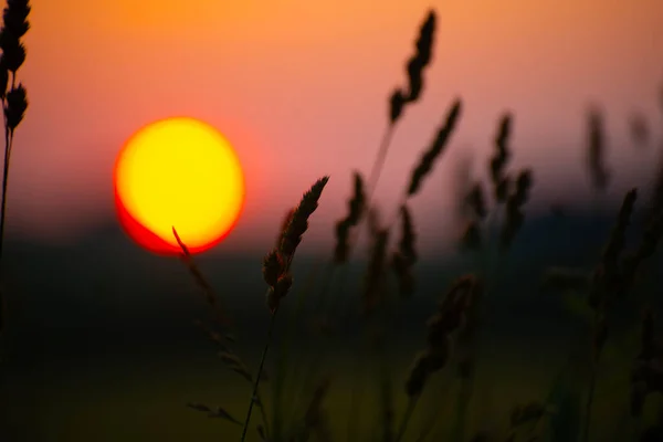 Bir Yaz Akşamında Batan Güneşin Arka Planında Çimenler — Stok fotoğraf