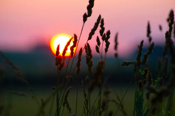 Bir Yaz Akşamında Batan Güneşin Arka Planında Çimenler — Stok fotoğraf