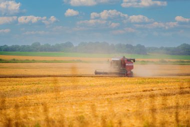 Orta şeritte hasat için ağır tarım makineleri