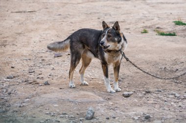 Zincire vurulmuş evcil bir köpek caddedeki bir evi koruyor.