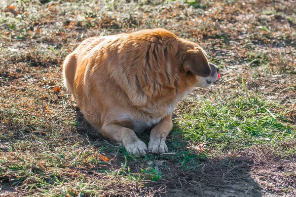 Red Haired Homeless Dog Street Asks Food Shelter — Stock Photo, Image