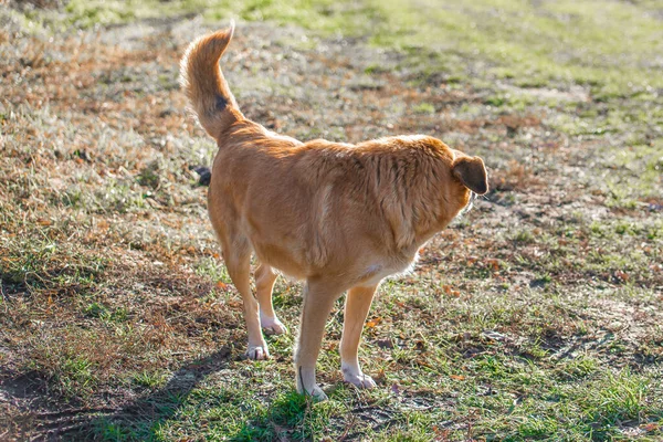 Perro Sin Hogar Pelirrojo Calle Pide Comida Refugio — Foto de Stock