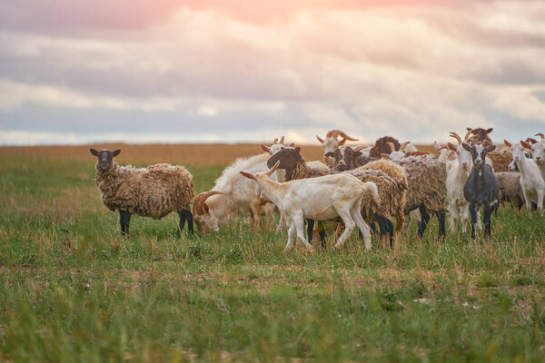 a herd of sheep and goats graze in an open-air meadow in the central strip of Russia