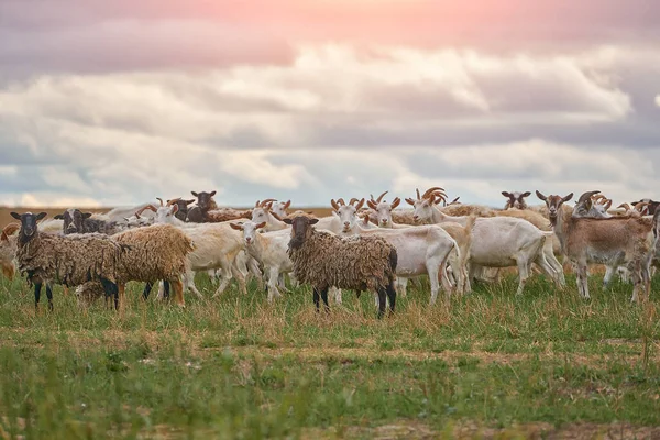 Bir koyun ve keçi sürüsü Rusya 'nın orta kesimindeki açık bir çayırda otluyor.