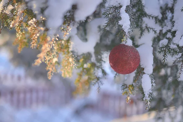 Dekoracje Świąteczne Gałązce Świerkowej Śniegiem — Zdjęcie stockowe