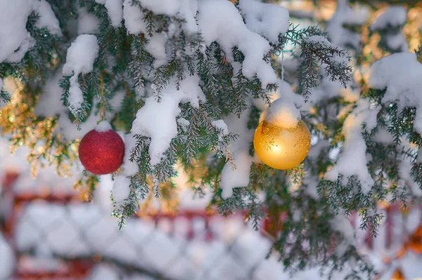 Juldekorationer Grangren Med Snö — Stockfoto