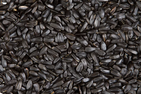Sunflower seeds solid texture — Stock Photo, Image