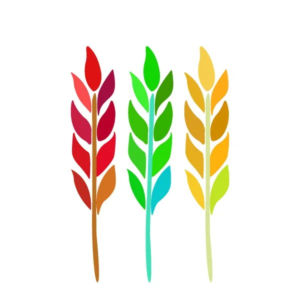 Ears of wheat, barley isolated on white for your design. Vector illustration. — Stock Vector