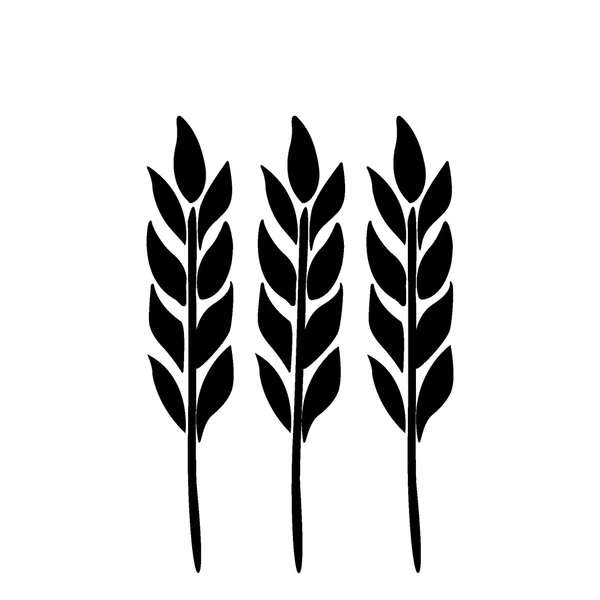 Ears of wheat, barley isolated on white for your design. Vector illustration. — Stock Vector