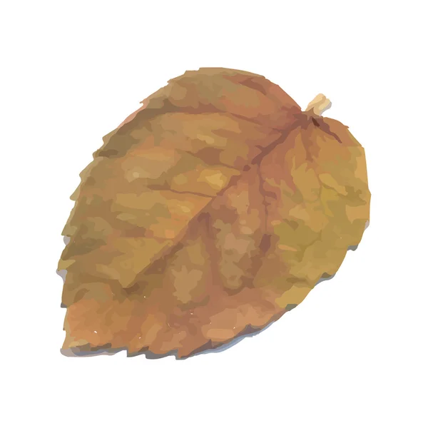 Hermosas hojas de otoño . — Archivo Imágenes Vectoriales