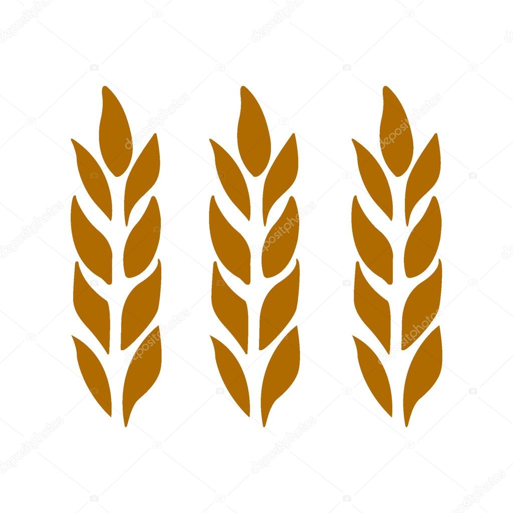 Ears of wheat, barley isolated on white for your design. Vector illustration.