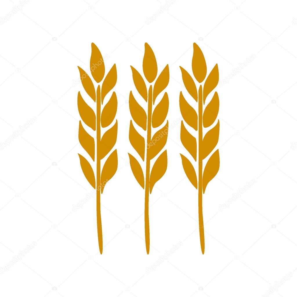 Ears of wheat, barley isolated on white for your design. Vector illustration.