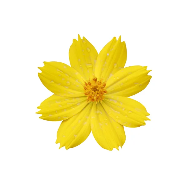 Маленький жовтий зірка, melampodium divaricatum (rich. ex чол) постійного струму на білому із відсічним контуром — стокове фото