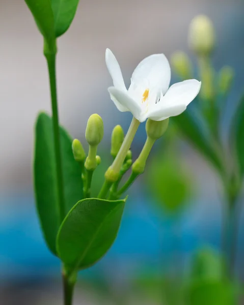 Primer plano de una flor blanca de copo de nieve (Wrightia antidysenterica ) —  Fotos de Stock