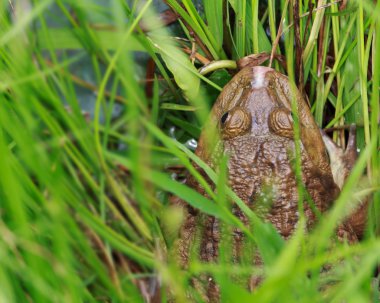 çimenlere oturup close-up bir baston Kurbağa (bufo marinus).