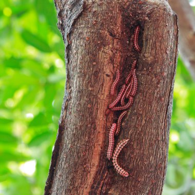 ortak glow-worm lampyris noctiluca ağaçta oturuyor
