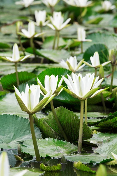 White lilies — Stock Photo, Image