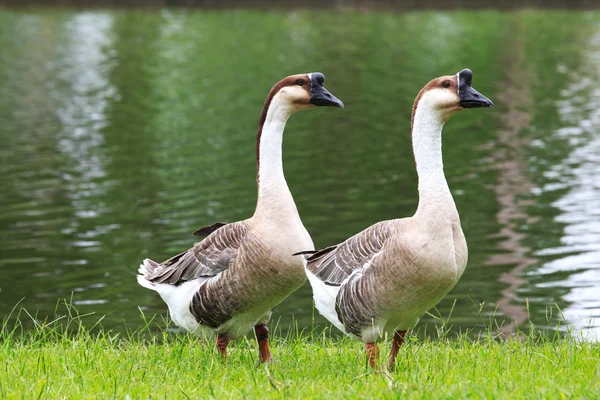 Een zwaan gans berust op de bank. — стокове фото