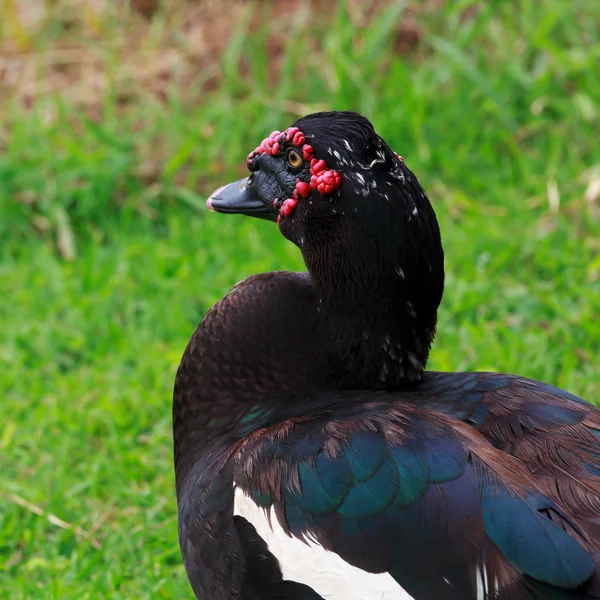 Masszázs kövek a bambusz mat白鳥のガチョウは、銀行にかかっています。. — ストック写真