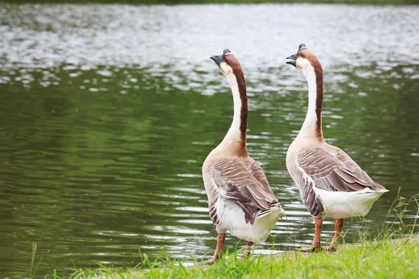 Masszázs kövek a bambusz mat白鳥のガチョウは、銀行にかかっています。. — ストック写真