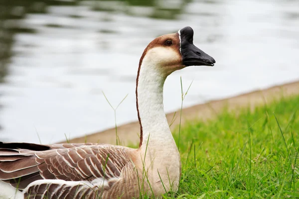 Um ganso de cisne repousa no banco . — Fotografia de Stock