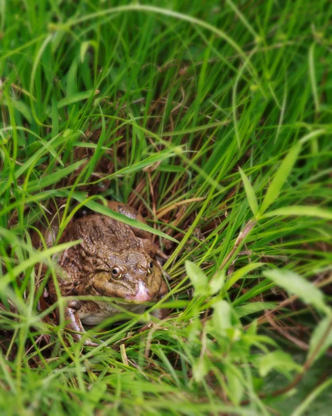 Bliska trzciny ropucha (bufo marinus) siedzi w trawie. — Zdjęcie stockowe