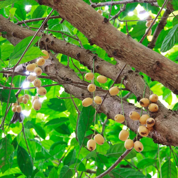 Uva birmana en el árbol —  Fotos de Stock