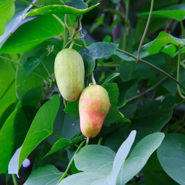 Vruchten van de kalebas slang Stockfoto